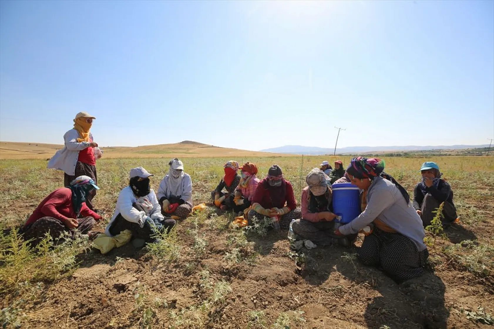 Kadınların bunaltıcı sıcakta çörek otu mesaisi