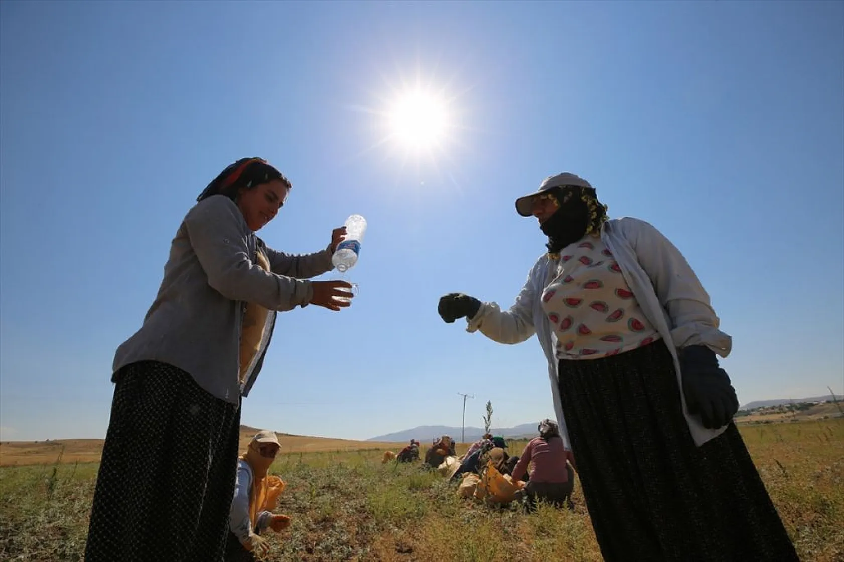 Kadınların bunaltıcı sıcakta çörek otu mesaisi
