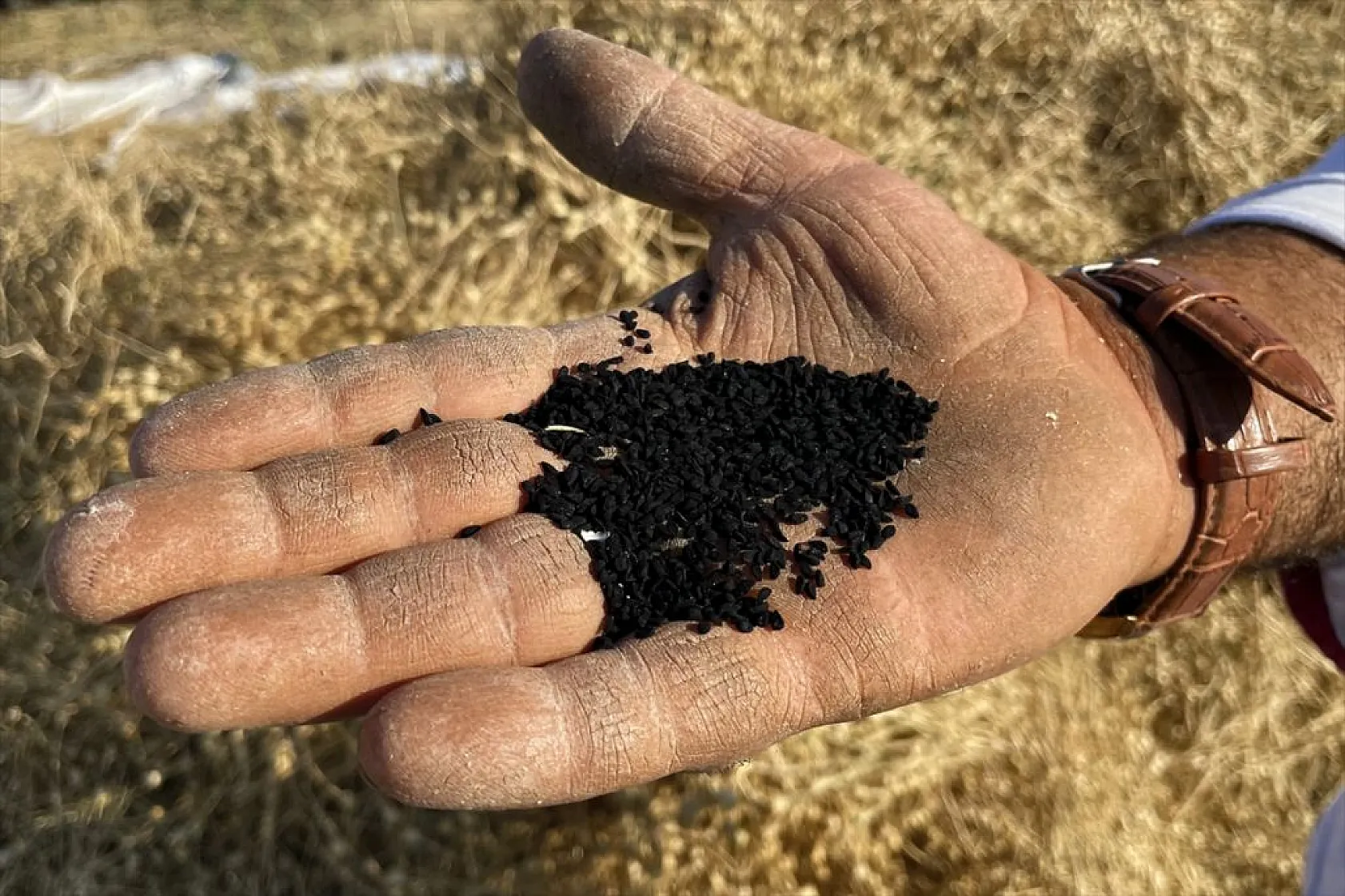 Kadınların bunaltıcı sıcakta çörek otu mesaisi