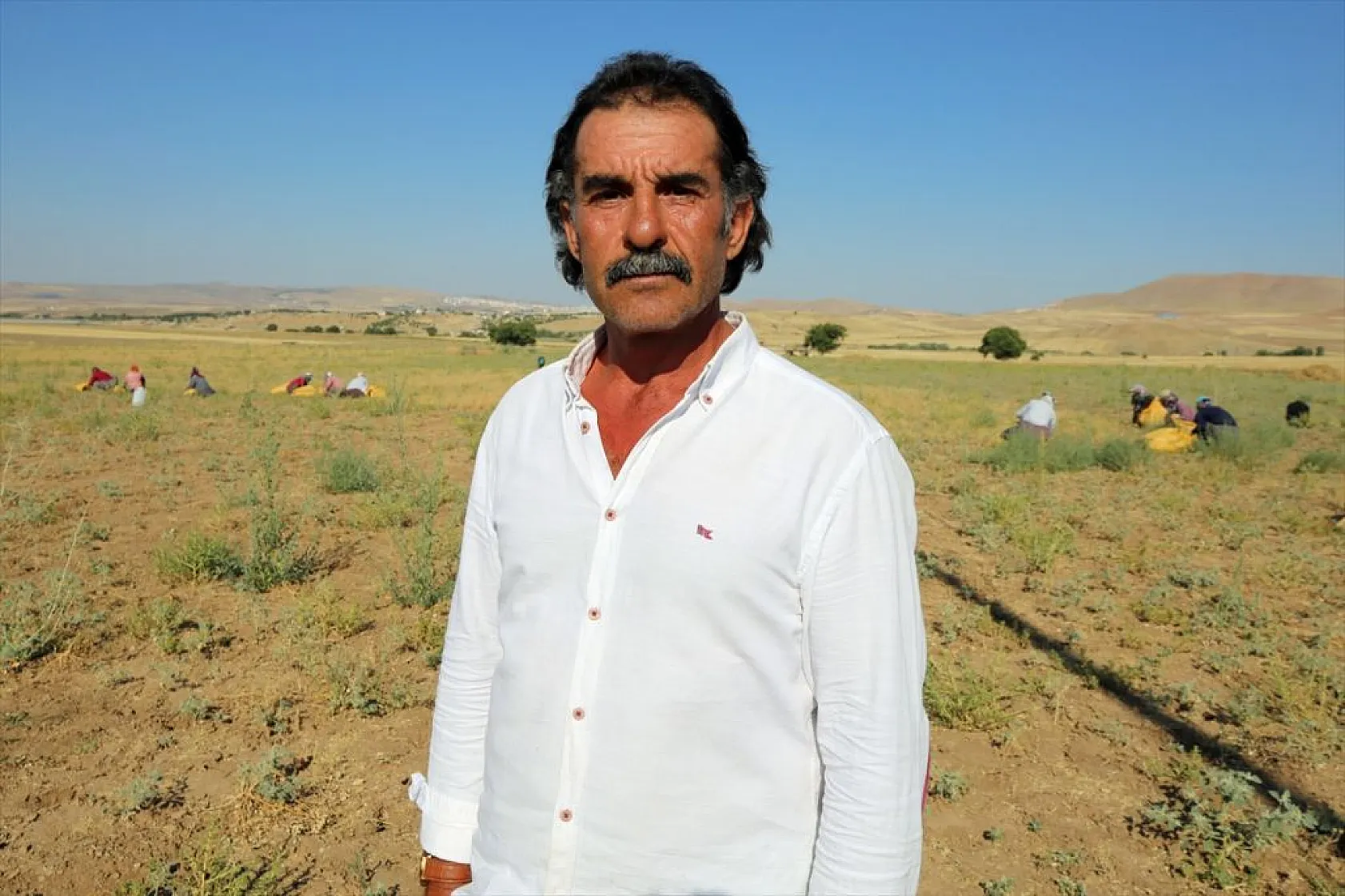 Kadınların bunaltıcı sıcakta çörek otu mesaisi