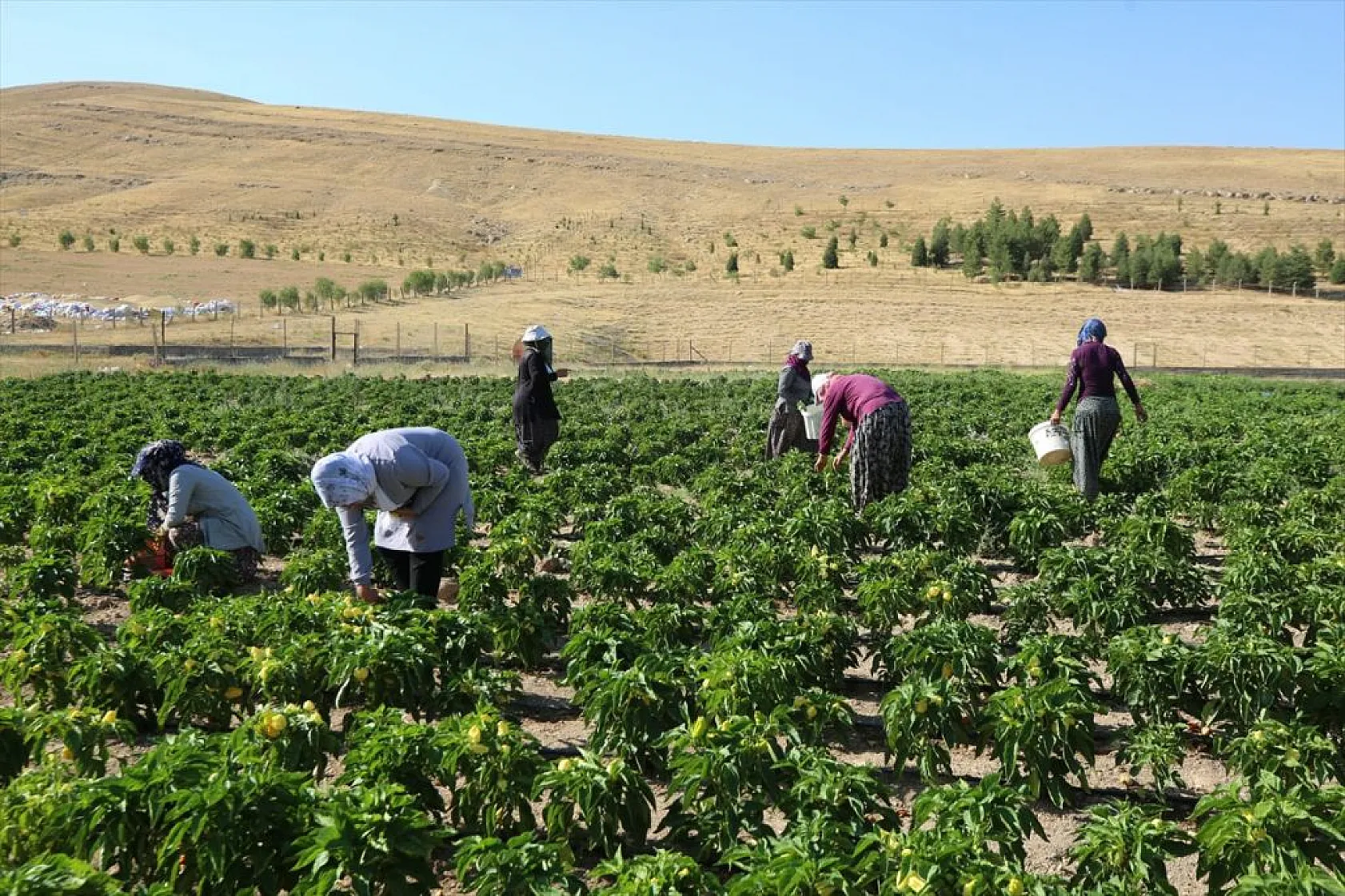 Devletin arazisi kadınlara ekmek kapısı oldu