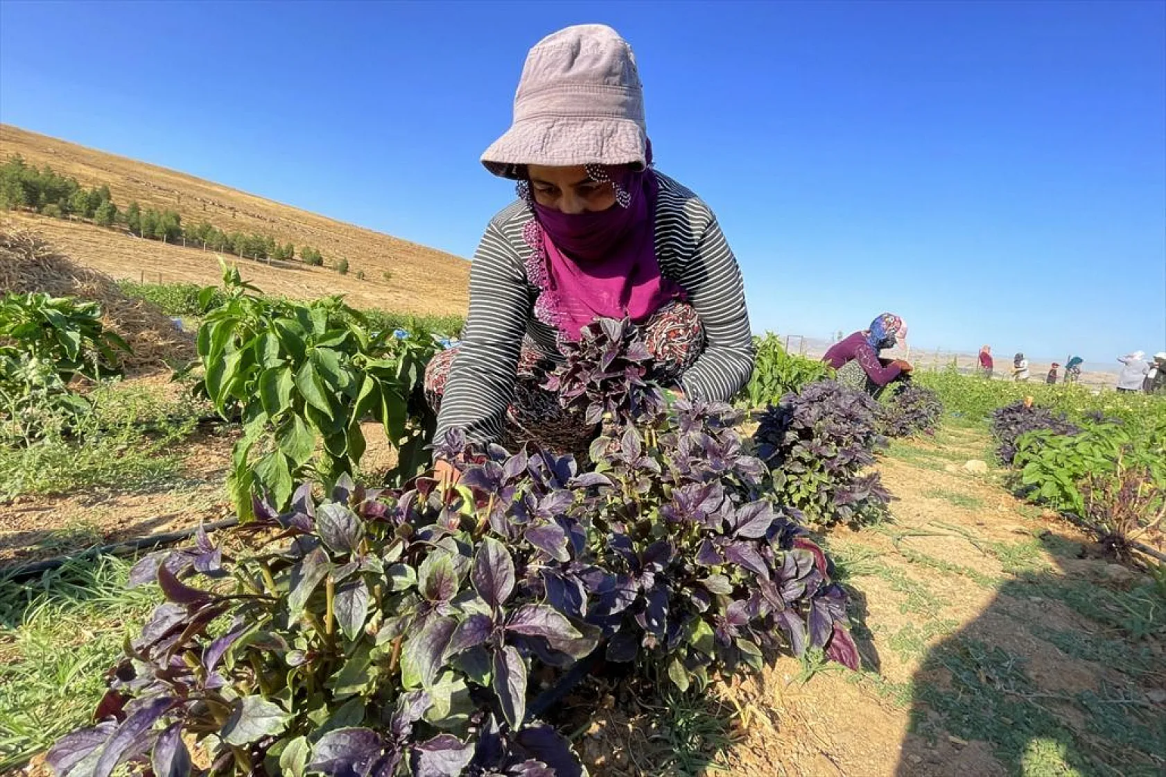 Devletin arazisi kadınlara ekmek kapısı oldu