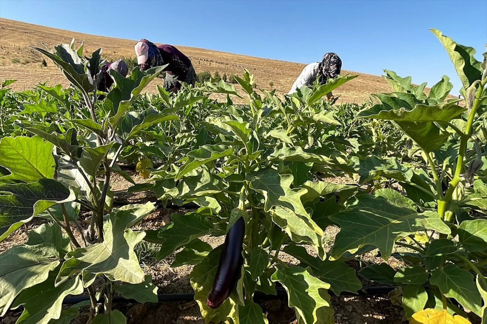 Devletin arazisi kadınlara ekmek kapısı oldu