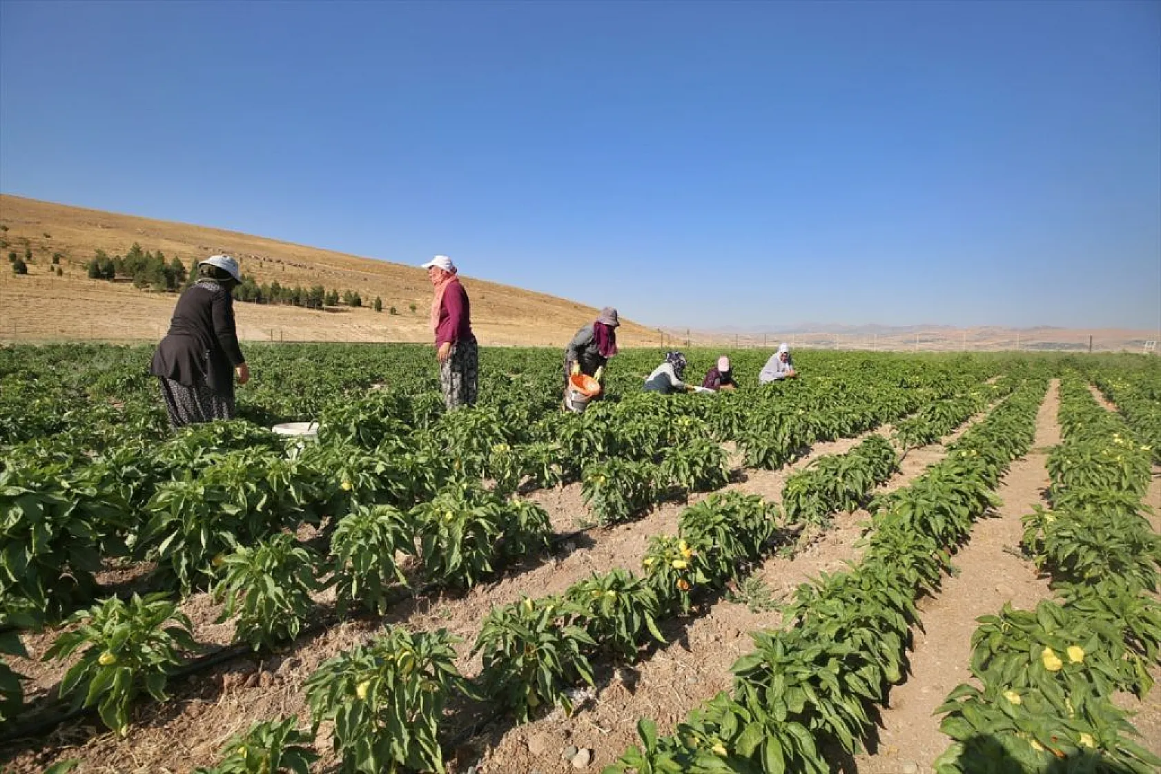 Devletin arazisi kadınlara ekmek kapısı oldu