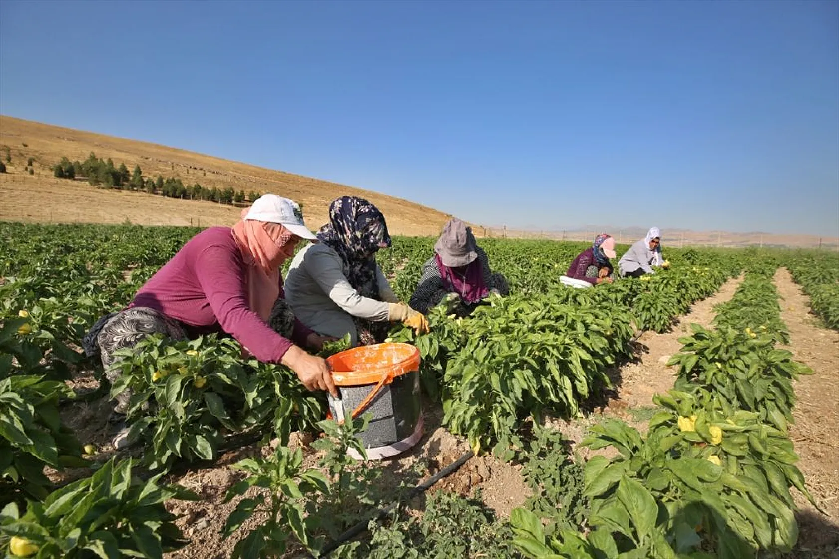 Devletin arazisi kadınlara ekmek kapısı oldu