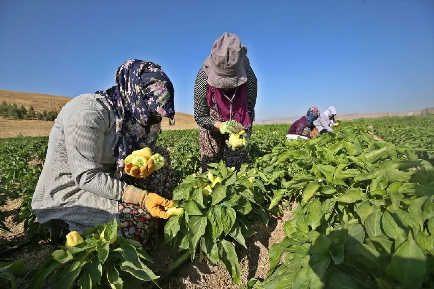 Devletin arazisi kadınlara ekmek kapısı oldu