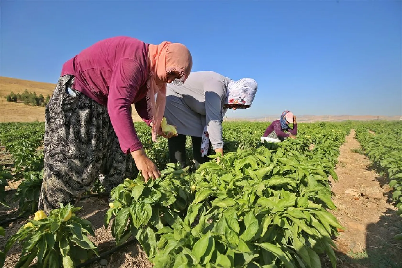 Devletin arazisi kadınlara ekmek kapısı oldu