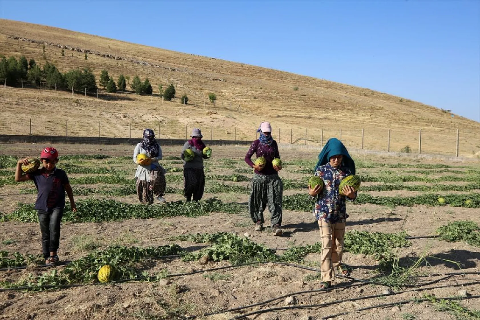 Devletin arazisi kadınlara ekmek kapısı oldu