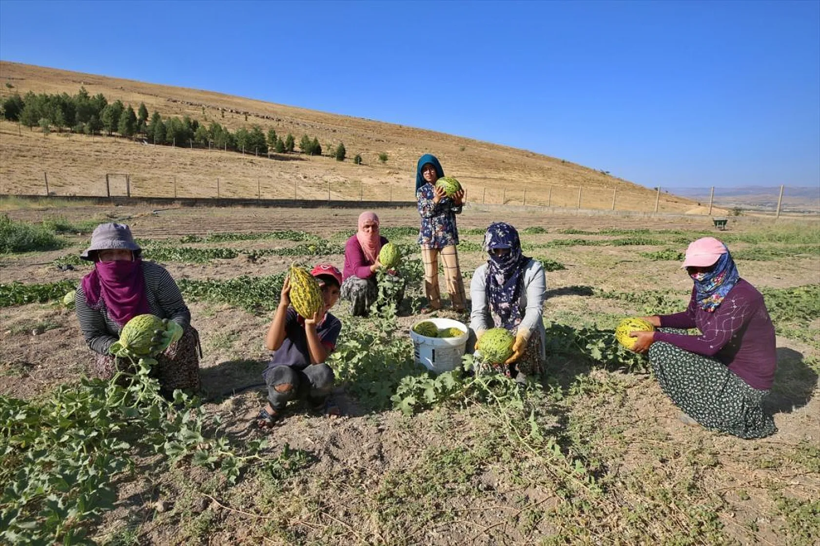 Devletin arazisi kadınlara ekmek kapısı oldu