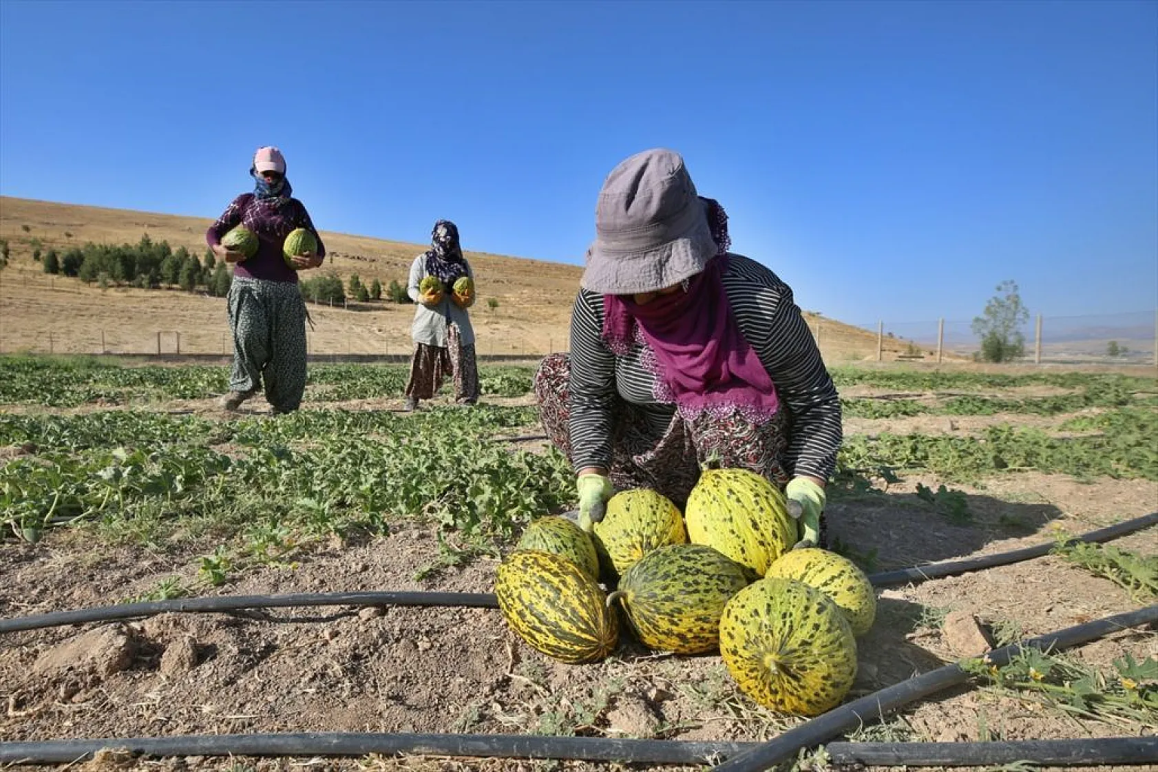 Devletin arazisi kadınlara ekmek kapısı oldu