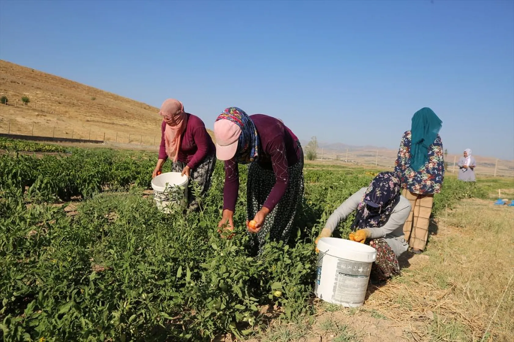 Devletin arazisi kadınlara ekmek kapısı oldu
