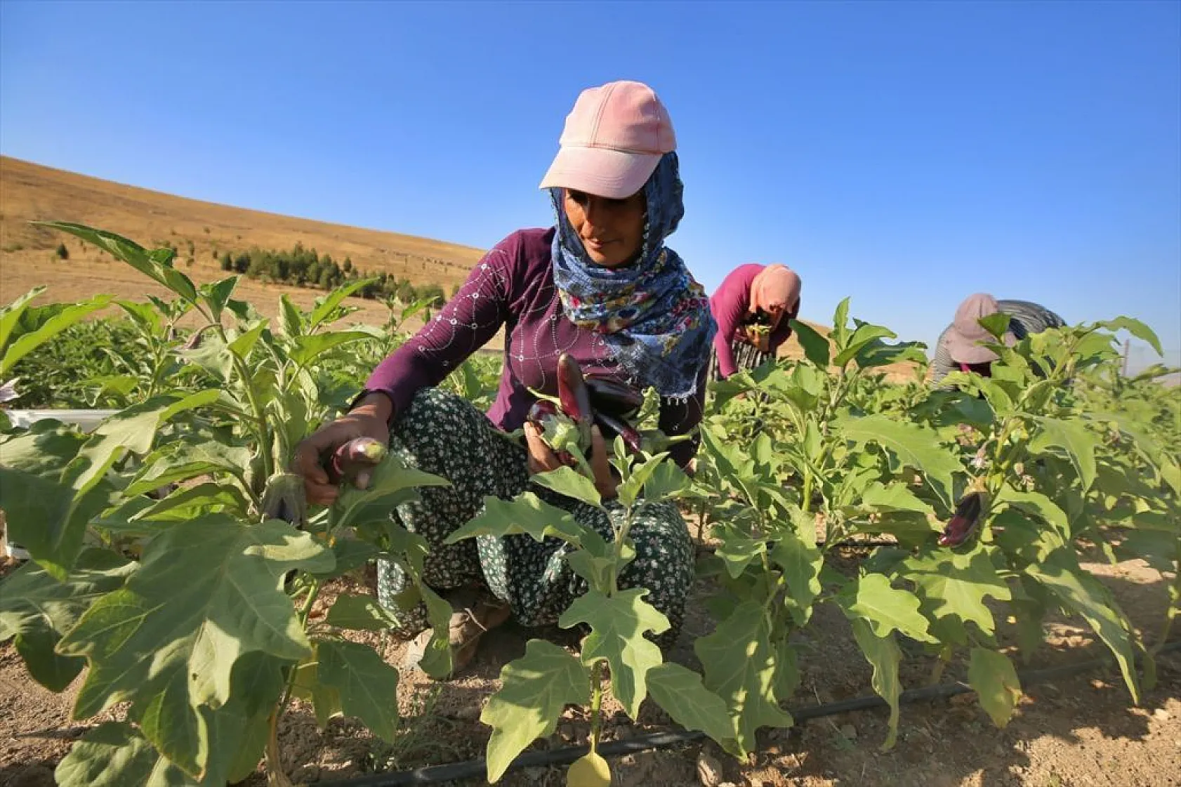 Devletin arazisi kadınlara ekmek kapısı oldu