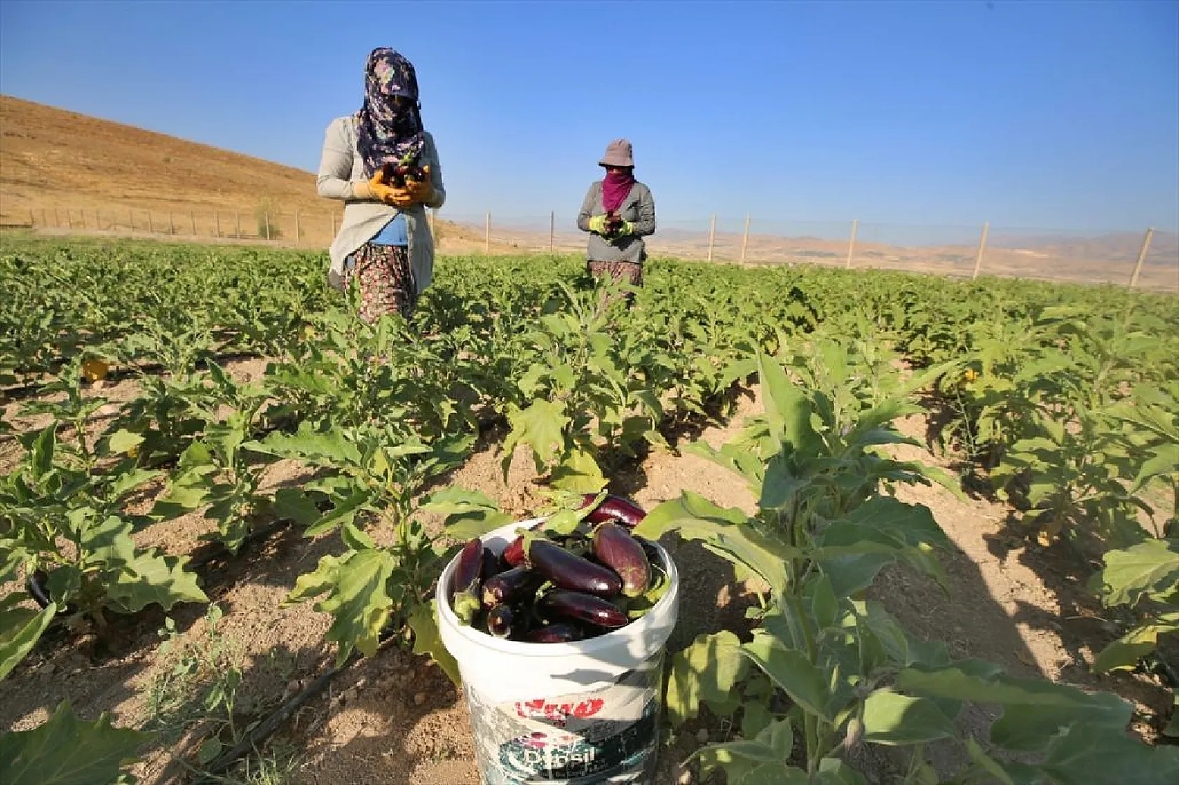 Devletin arazisi kadınlara ekmek kapısı oldu