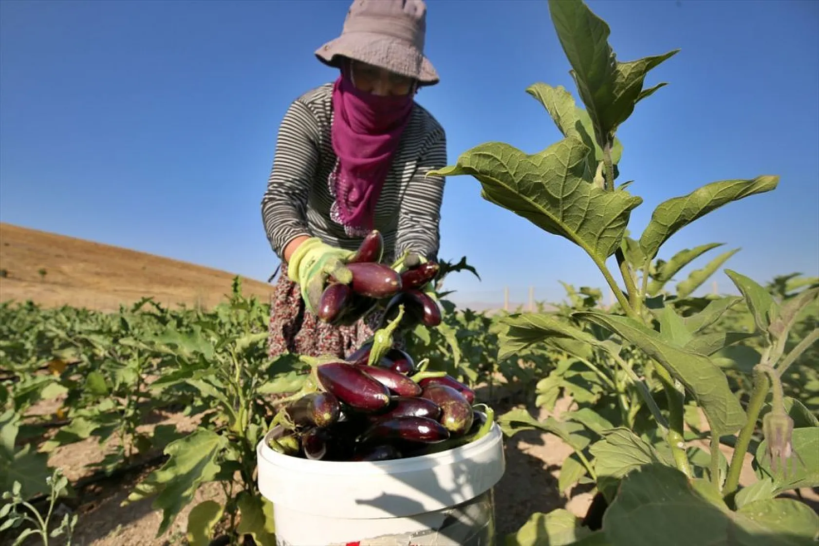 Devletin arazisi kadınlara ekmek kapısı oldu