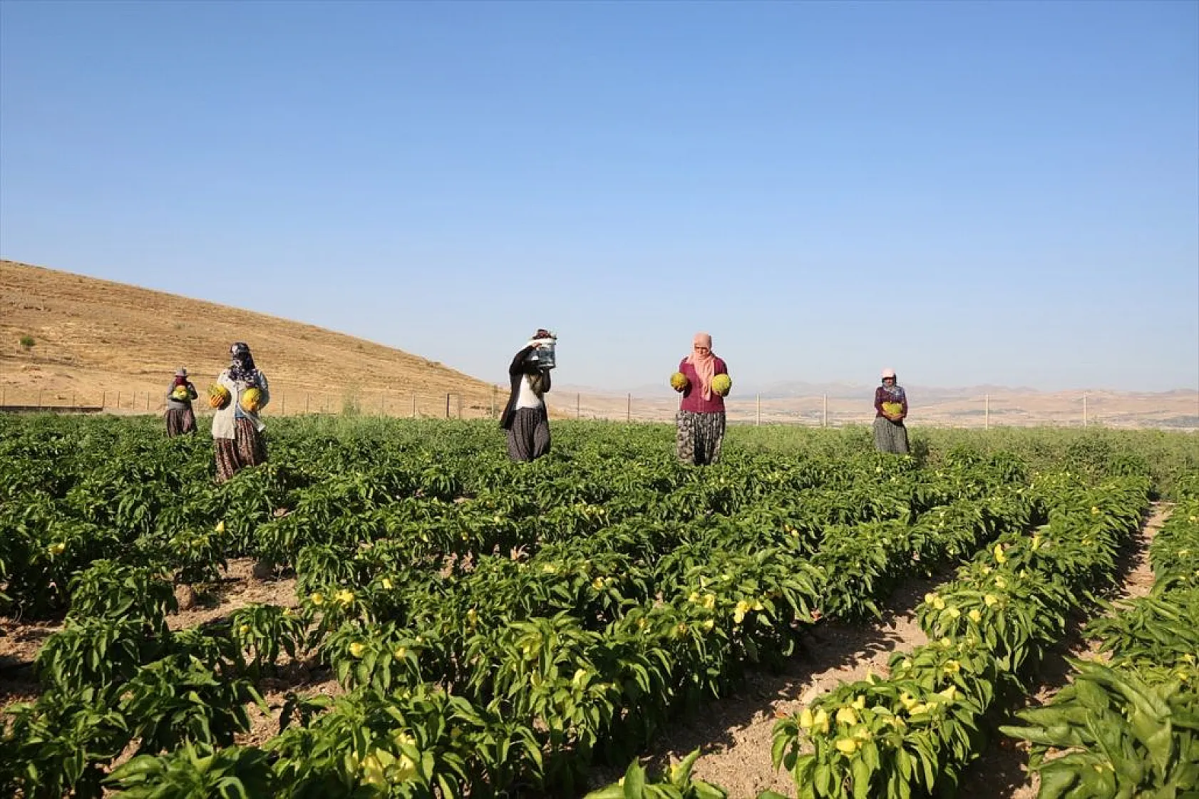 Devletin arazisi kadınlara ekmek kapısı oldu