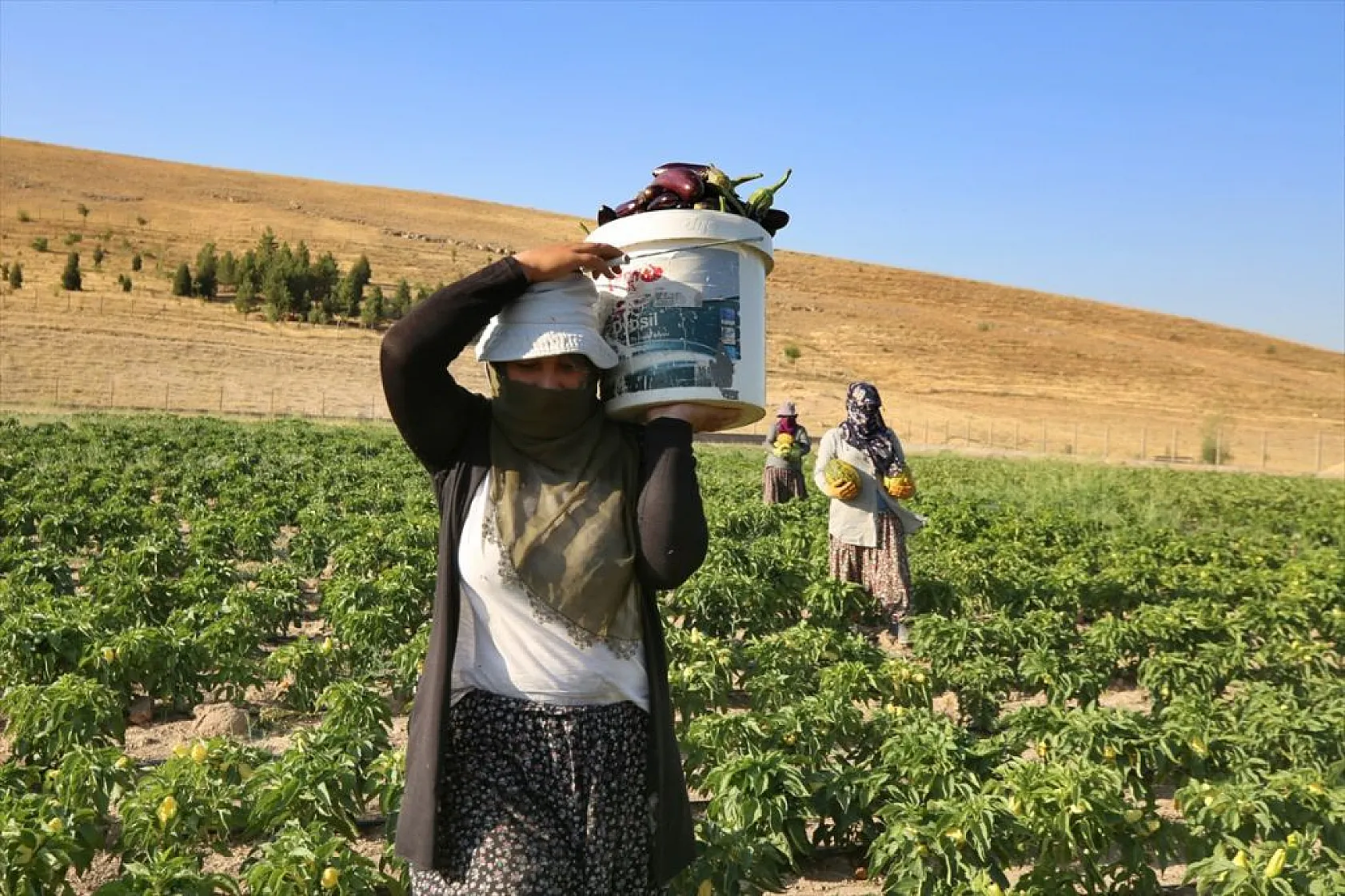Devletin arazisi kadınlara ekmek kapısı oldu