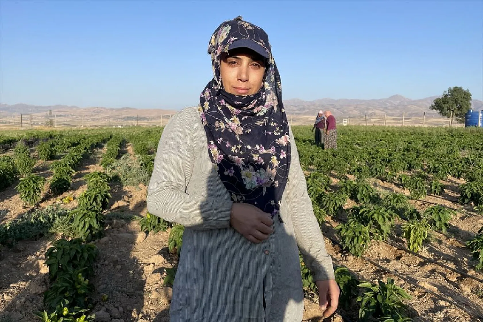 Devletin arazisi kadınlara ekmek kapısı oldu