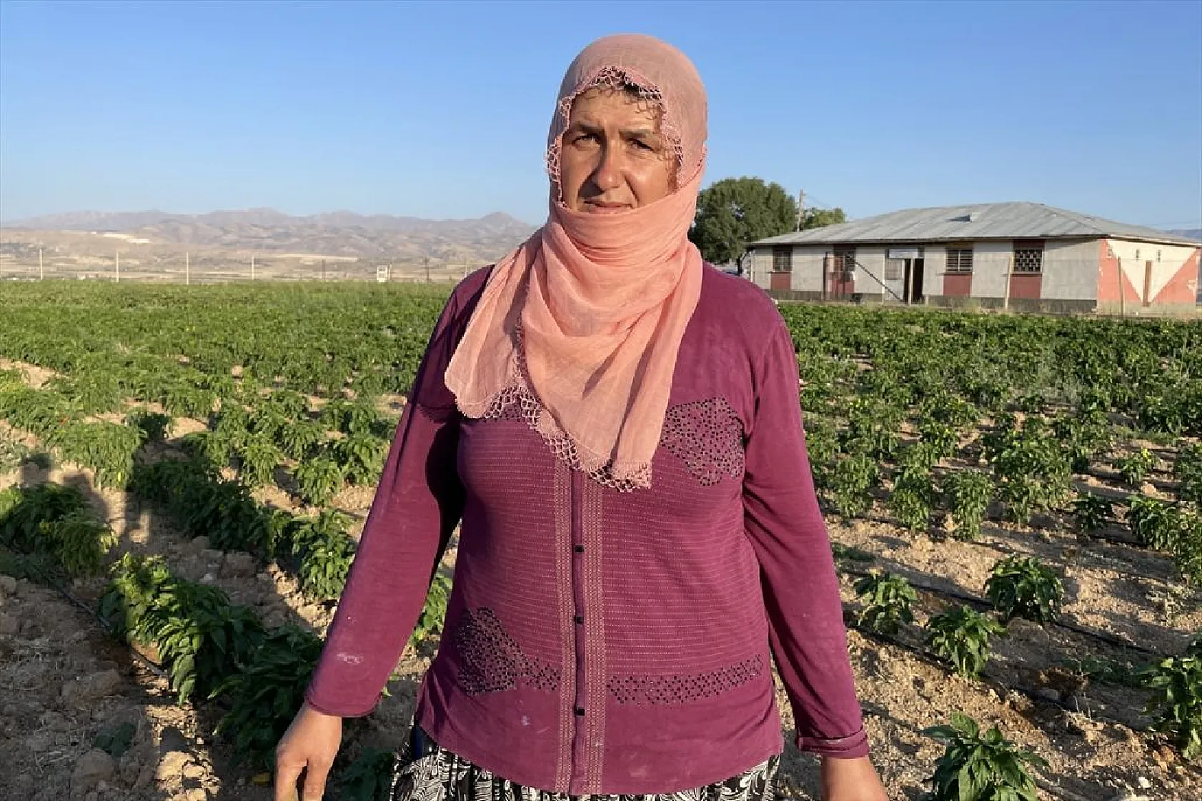 Devletin arazisi kadınlara ekmek kapısı oldu