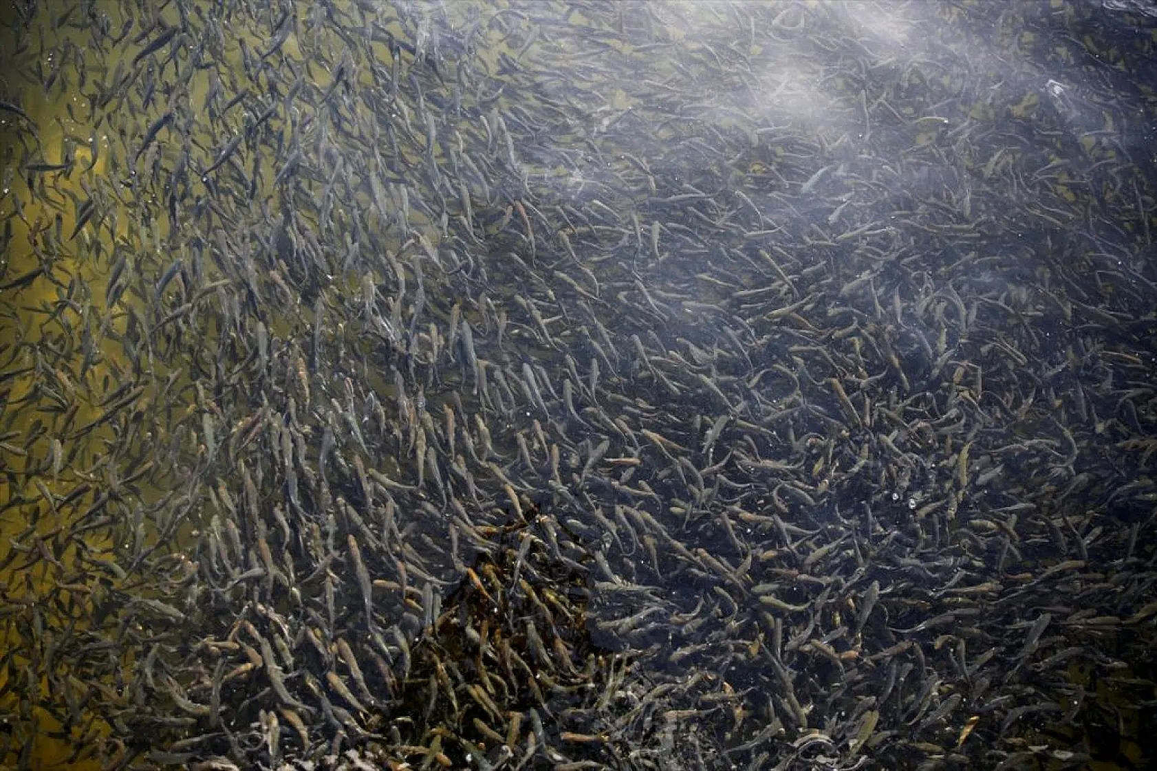 Elazığ'da üretilen yavru sazanla Doğu'daki su kaynakları balığa doyacak