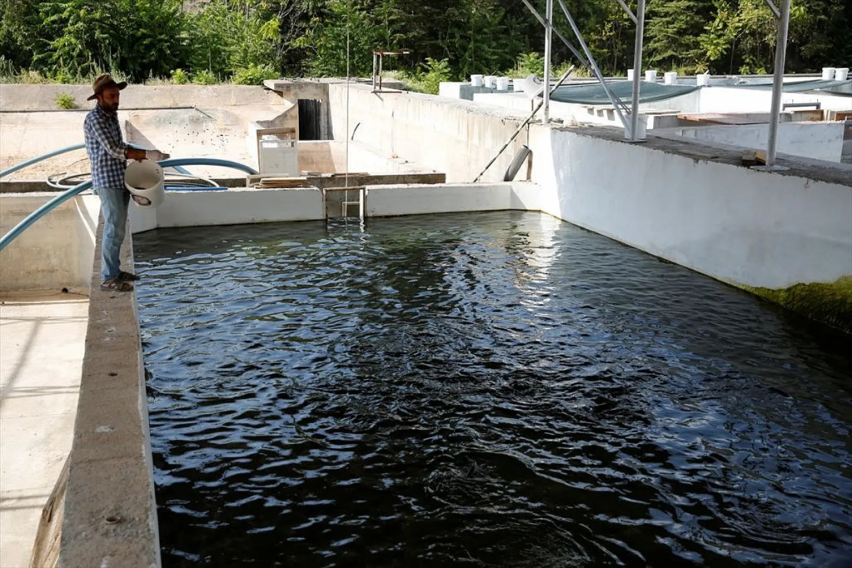 Elazığ'da üretilen yavru sazanla Doğu'daki su kaynakları balığa doyacak