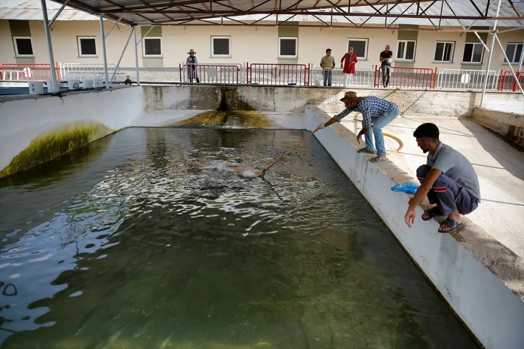 Elazığ'da üretilen yavru sazanla Doğu'daki su kaynakları balığa doyacak