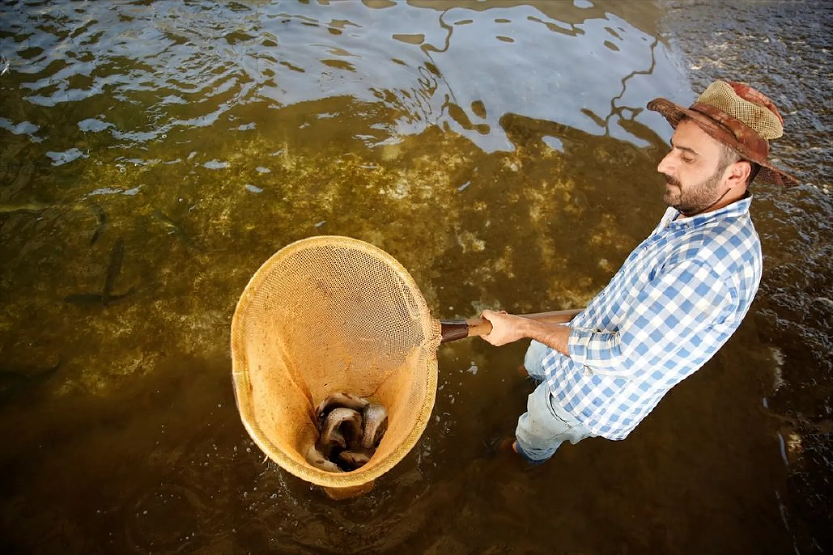 Elazığ'da üretilen yavru sazanla Doğu'daki su kaynakları balığa doyacak