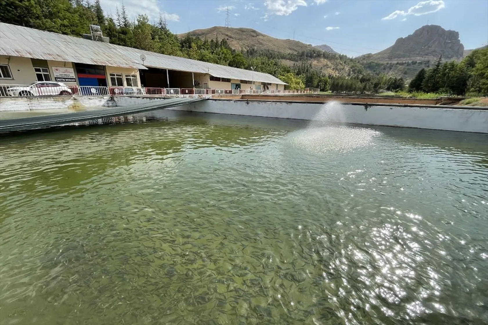 Elazığ'da üretilen yavru sazanla Doğu'daki su kaynakları balığa doyacak
