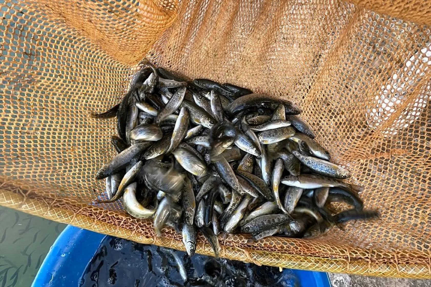 Elazığ'da üretilen yavru sazanla Doğu'daki su kaynakları balığa doyacak