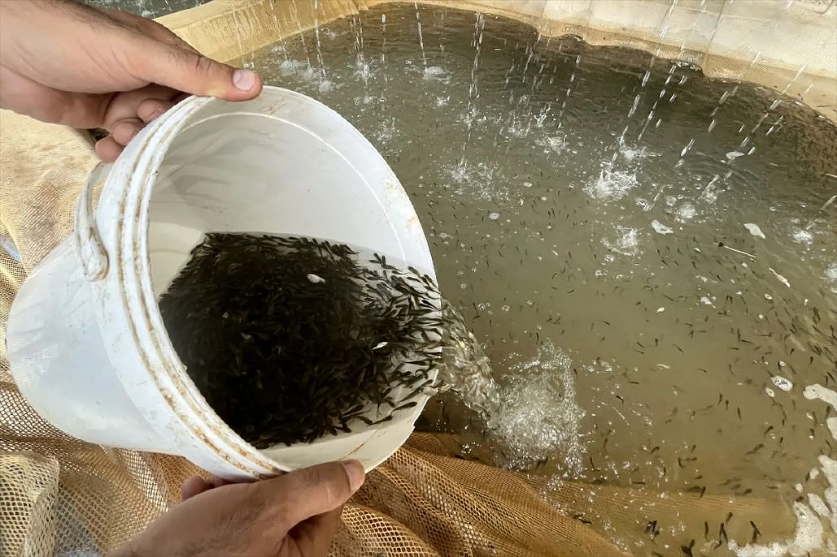 Elazığ'da üretilen yavru sazanla Doğu'daki su kaynakları balığa doyacak