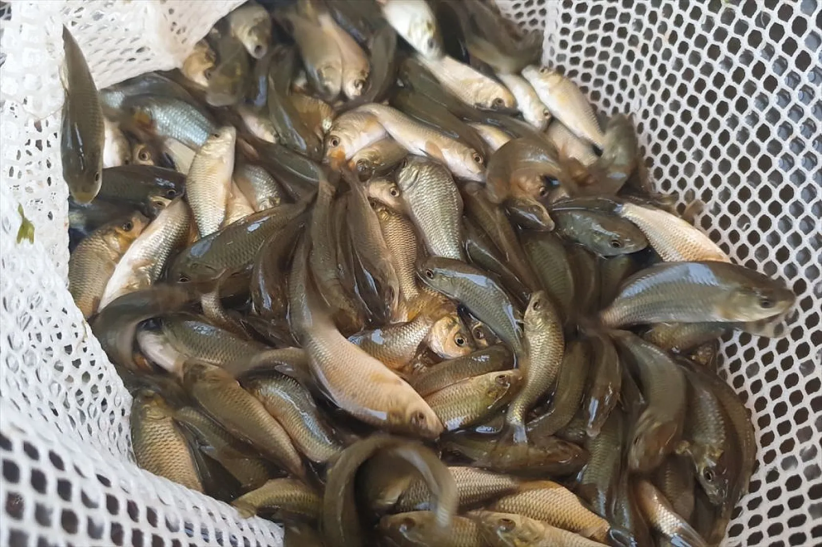 Elazığ'da üretilen yavru sazanla Doğu'daki su kaynakları balığa doyacak