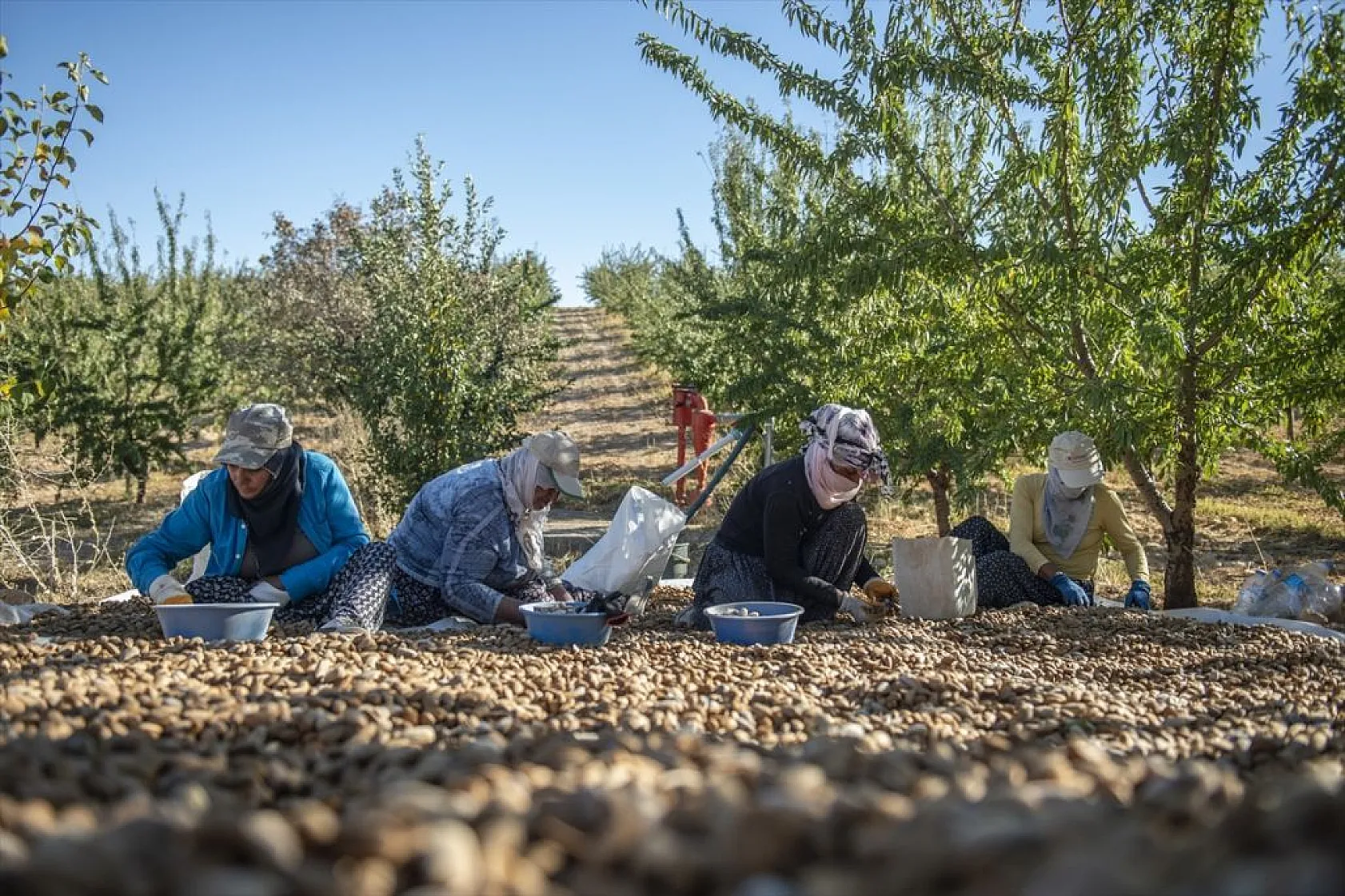 Badem bahçelerinde hasat zamanı