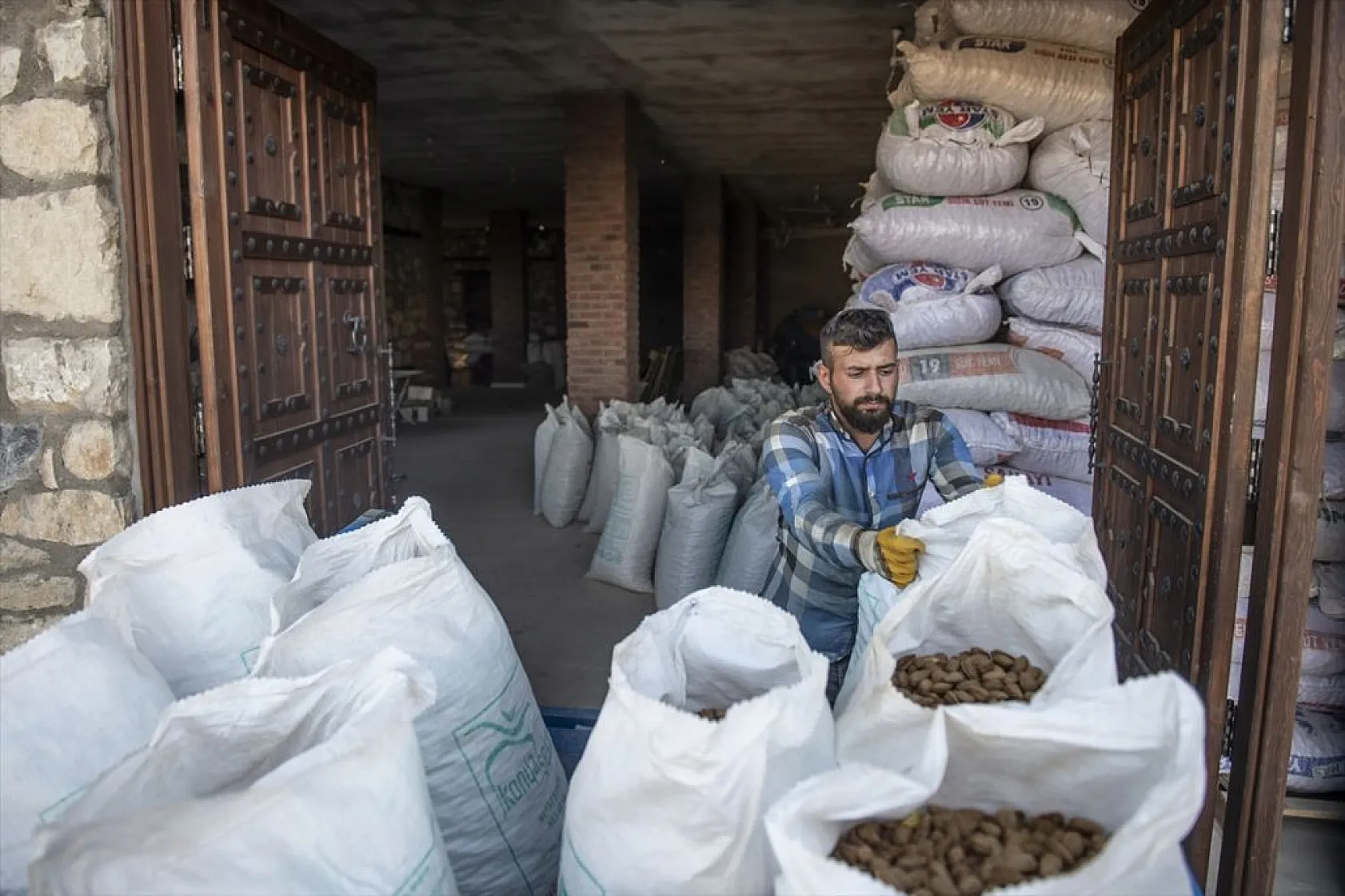 Badem bahçelerinde hasat zamanı