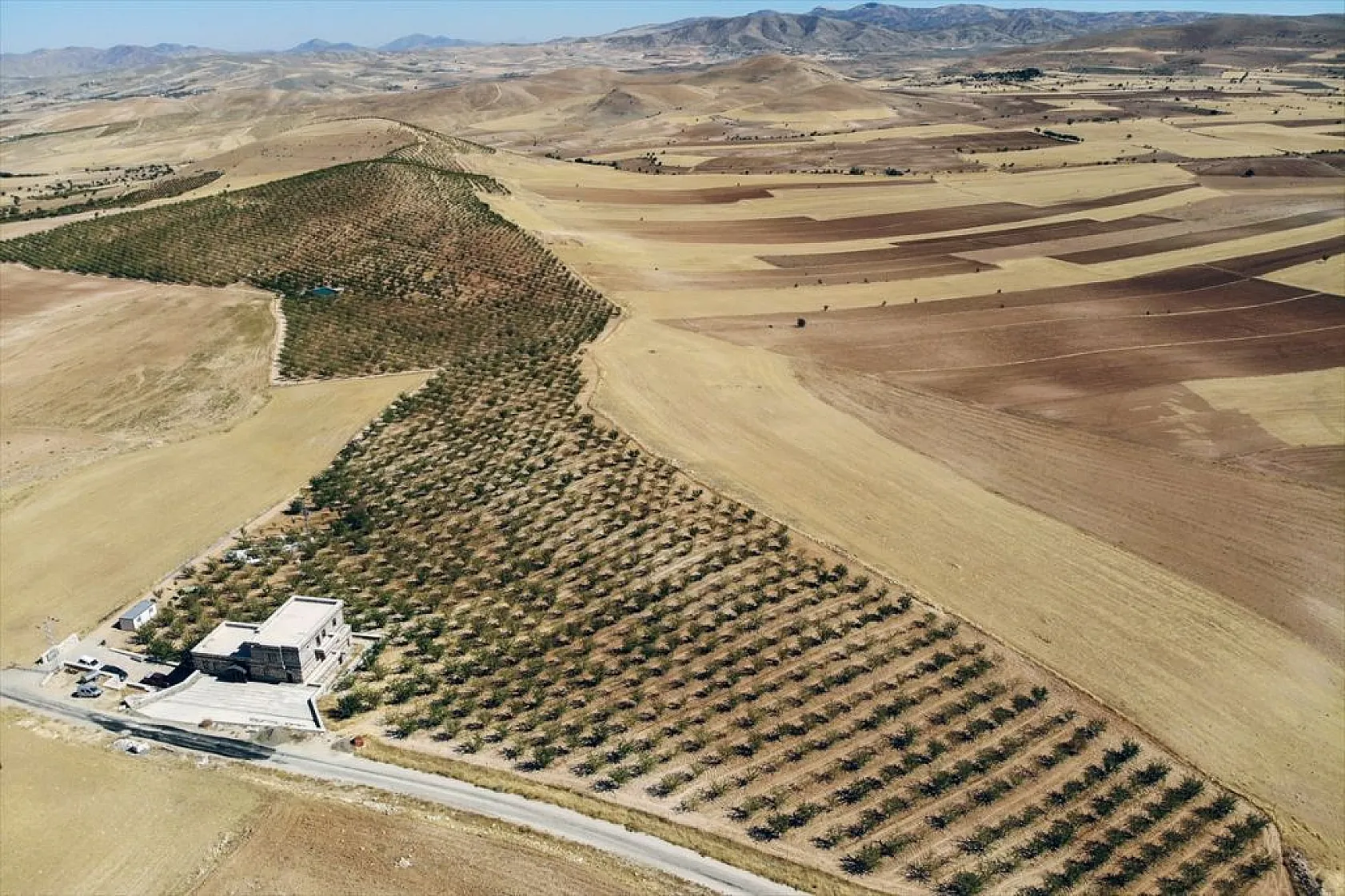 Badem bahçelerinde hasat zamanı