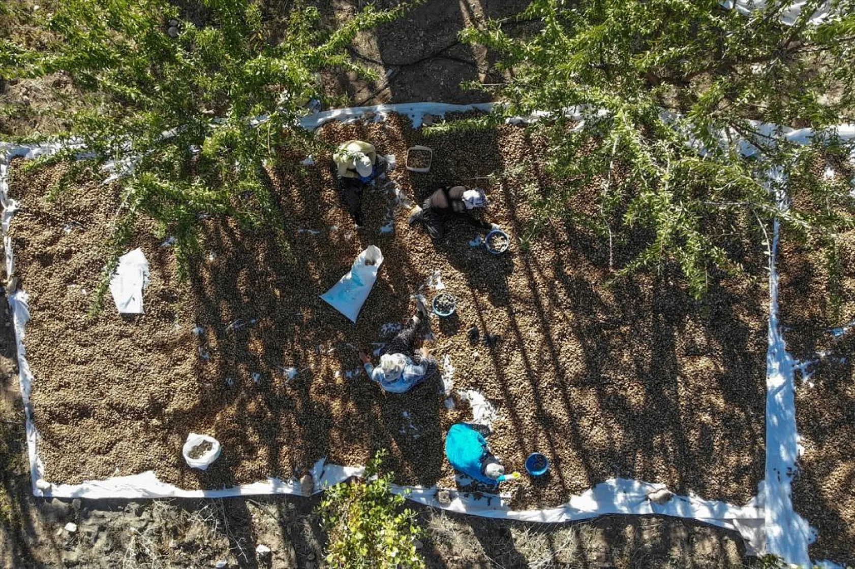 Badem bahçelerinde hasat zamanı