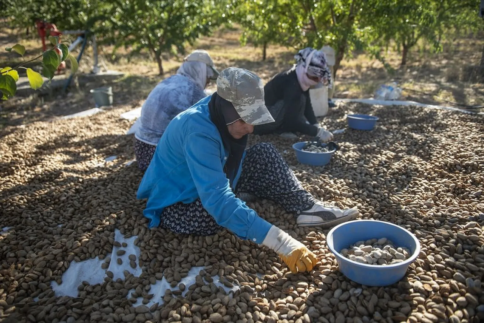Badem bahçelerinde hasat zamanı
