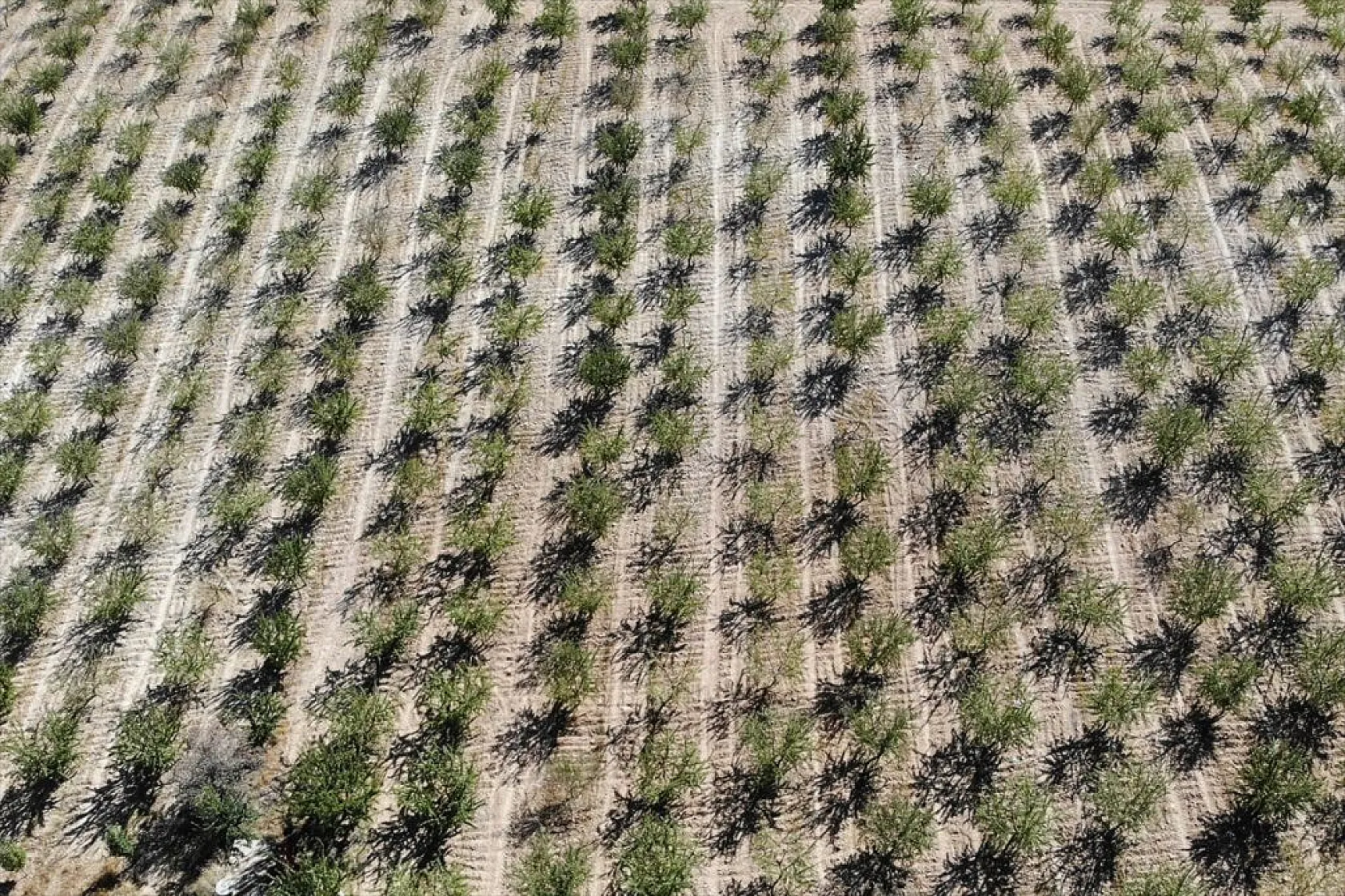 Badem bahçelerinde hasat zamanı