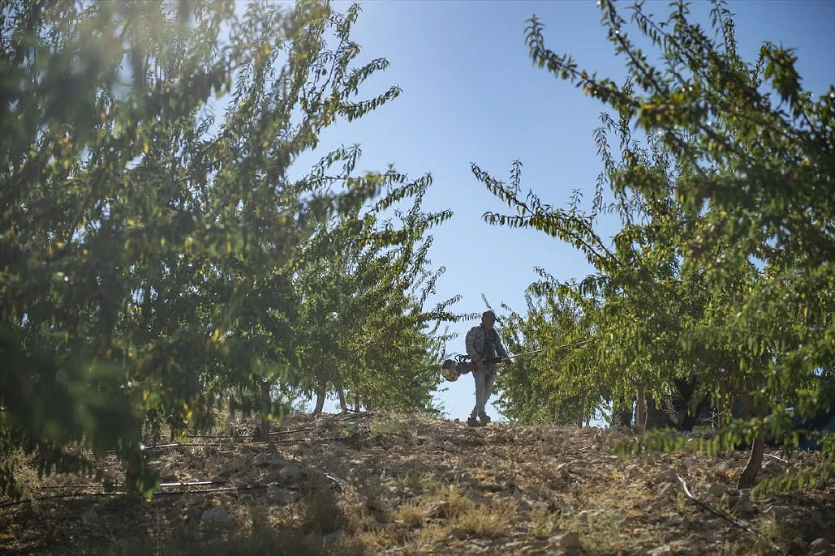 Badem bahçelerinde hasat zamanı
