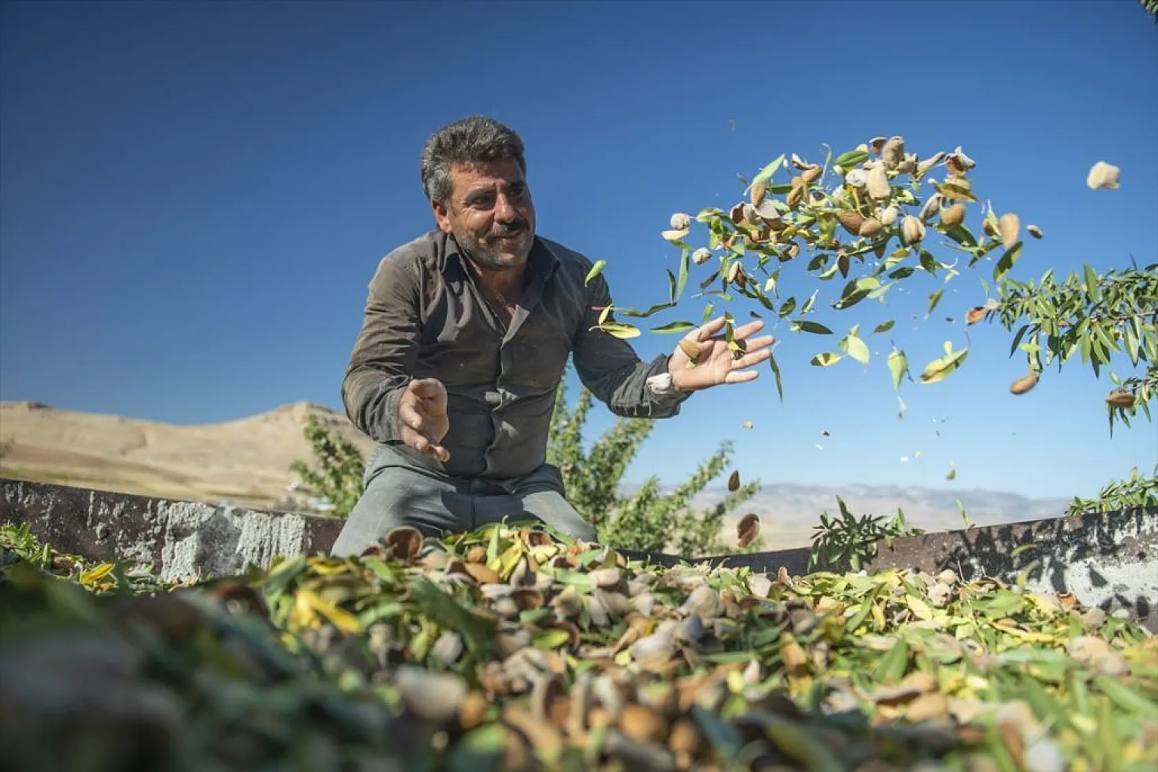 Badem bahçelerinde hasat zamanı