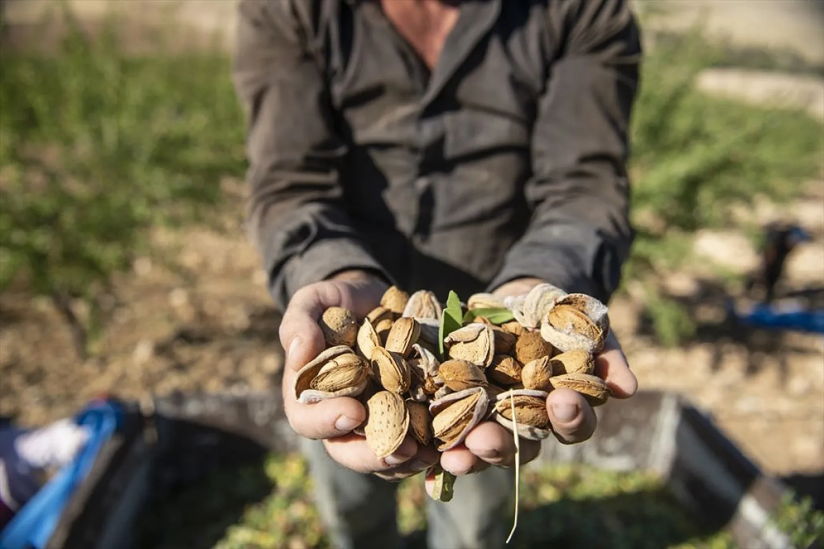 Badem bahçelerinde hasat zamanı