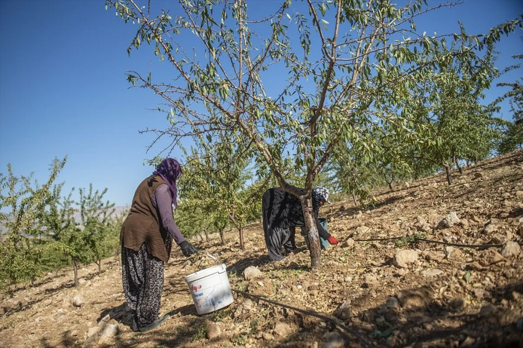 Badem bahçelerinde hasat zamanı