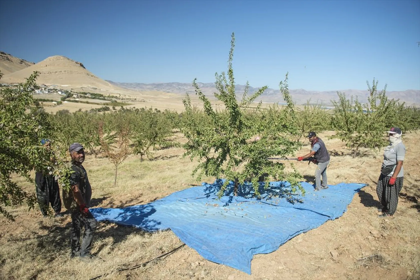 Badem bahçelerinde hasat zamanı
