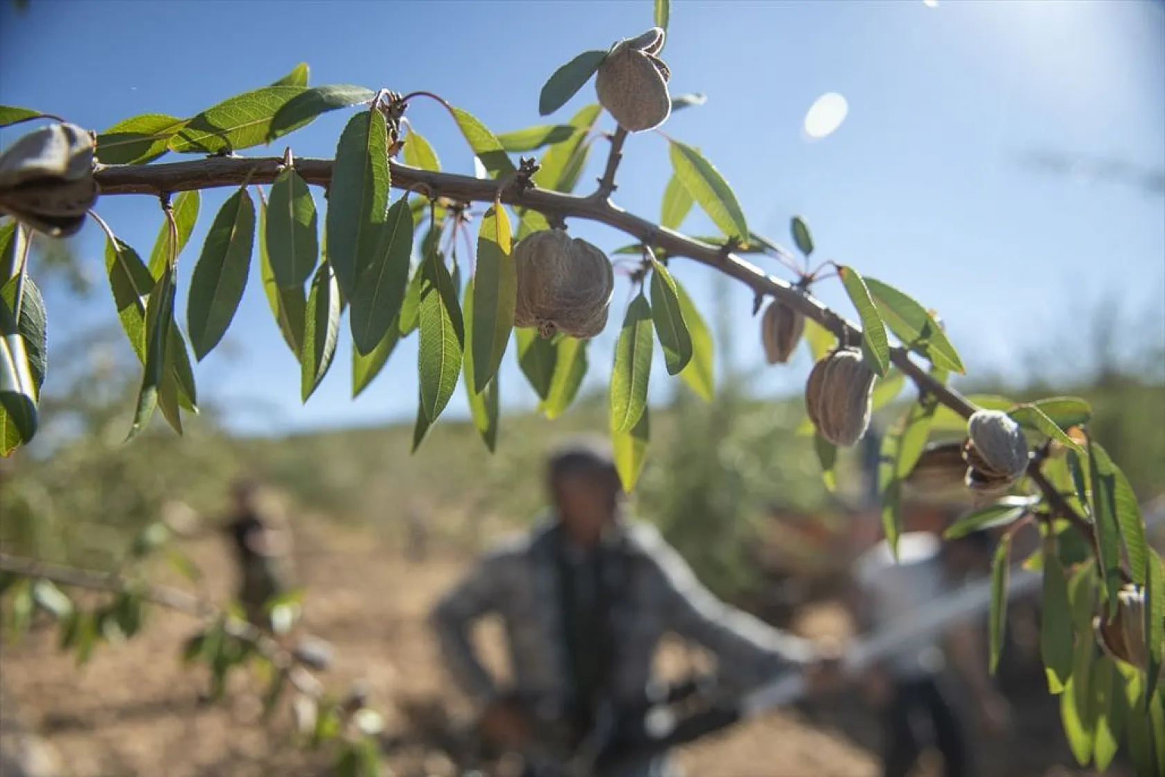 Badem bahçelerinde hasat zamanı