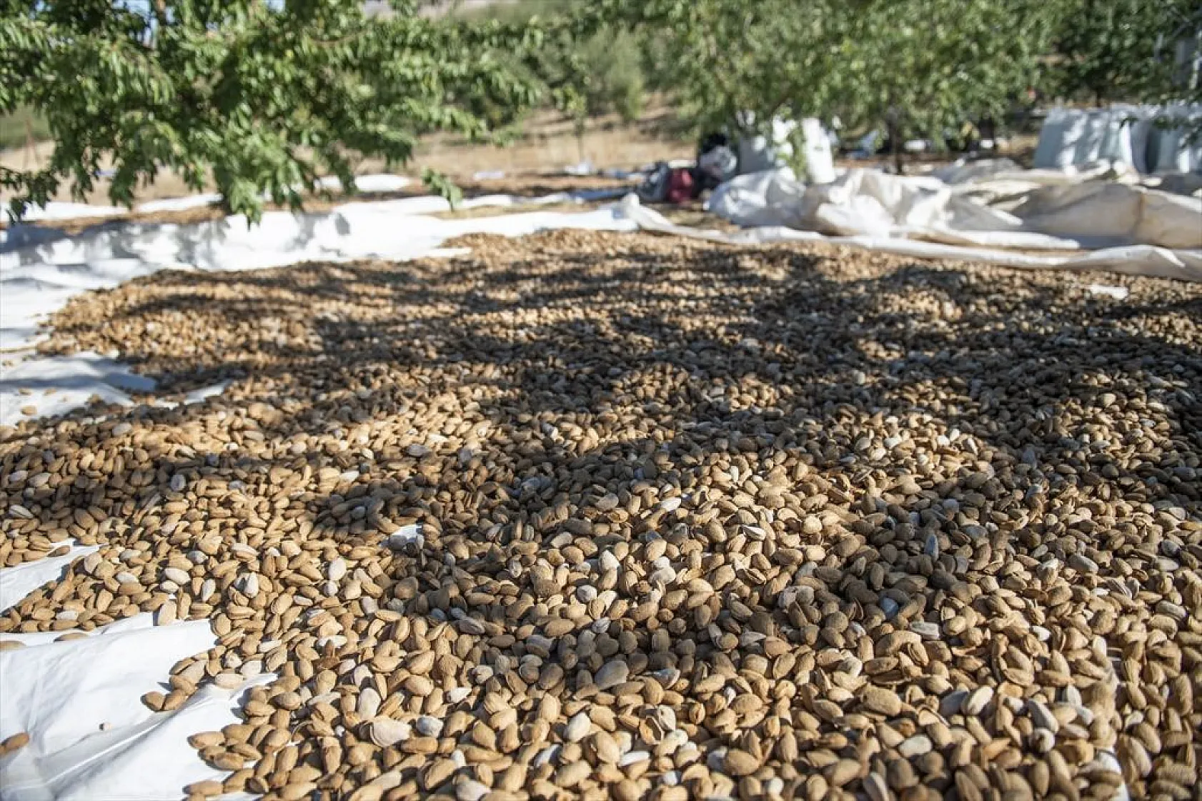Badem bahçelerinde hasat zamanı