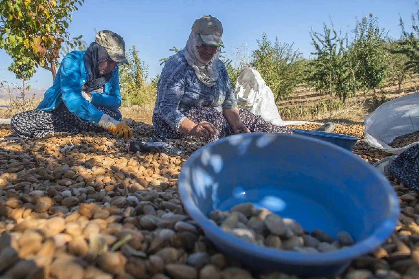 Badem bahçelerinde hasat zamanı