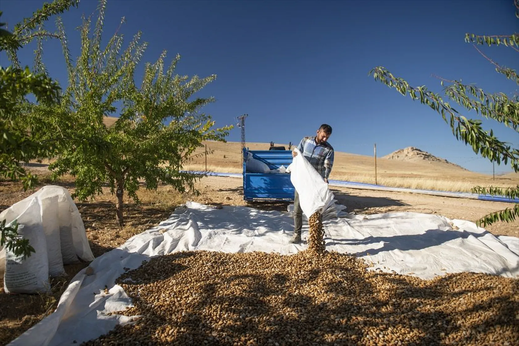 Badem bahçelerinde hasat zamanı
