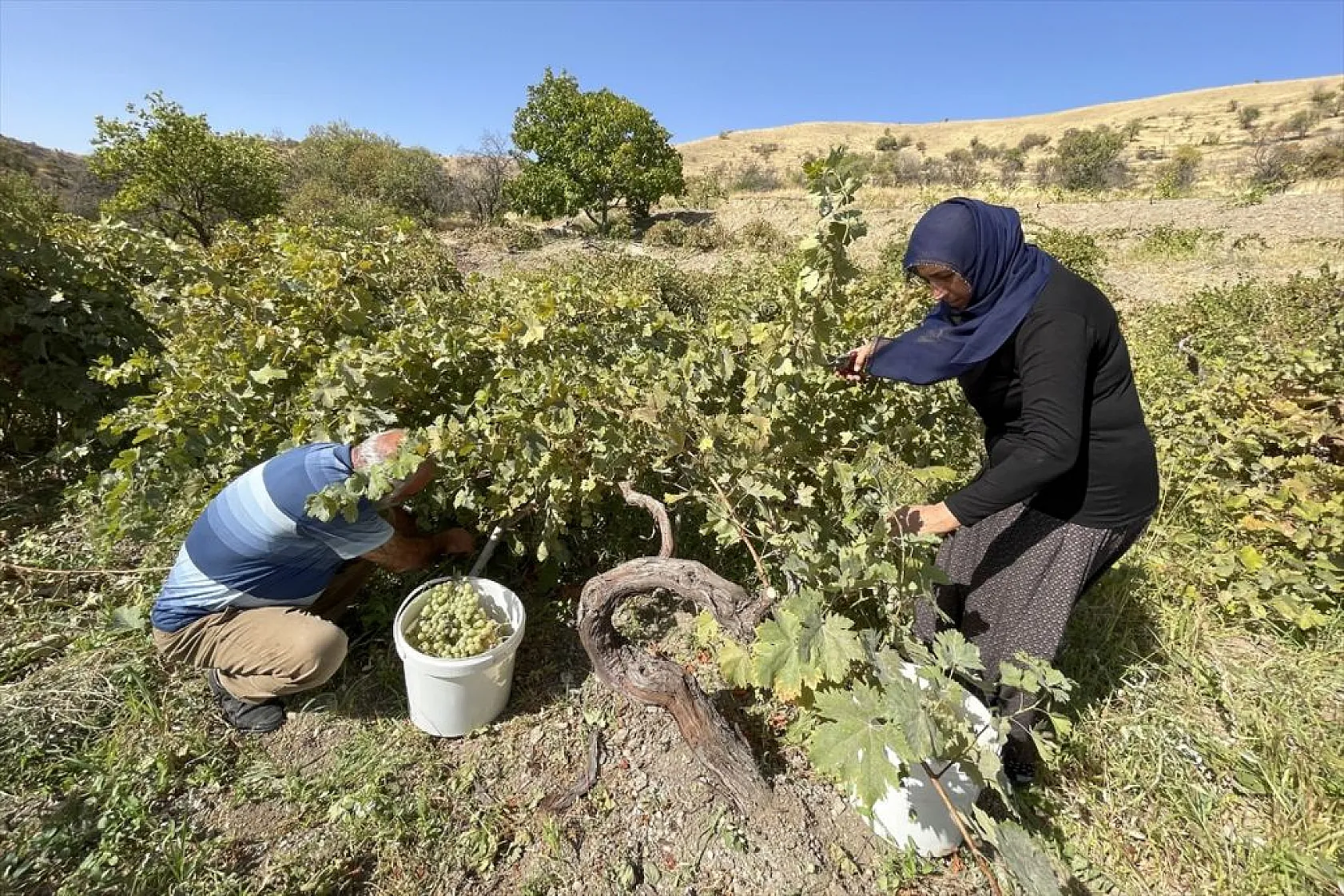 Elazığ'da 'orcik' mesaisi başladı