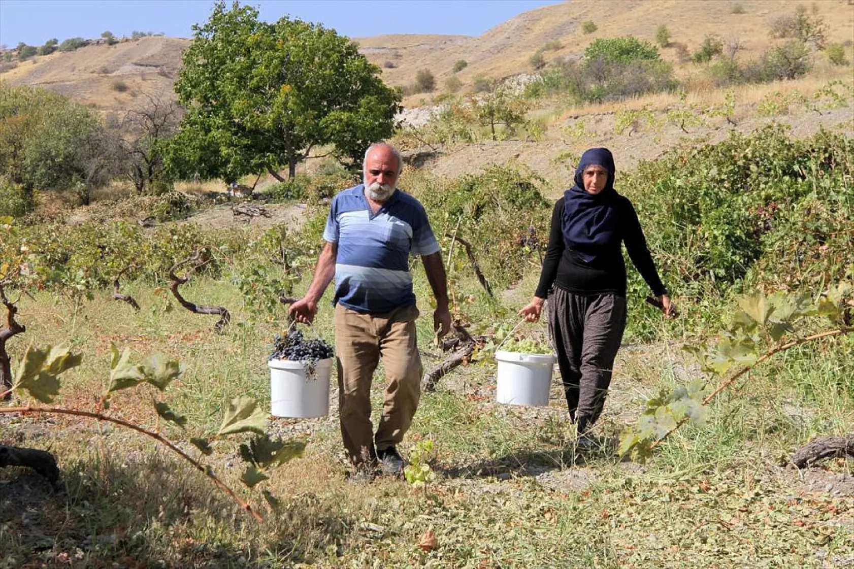 Elazığ'da 'orcik' mesaisi başladı