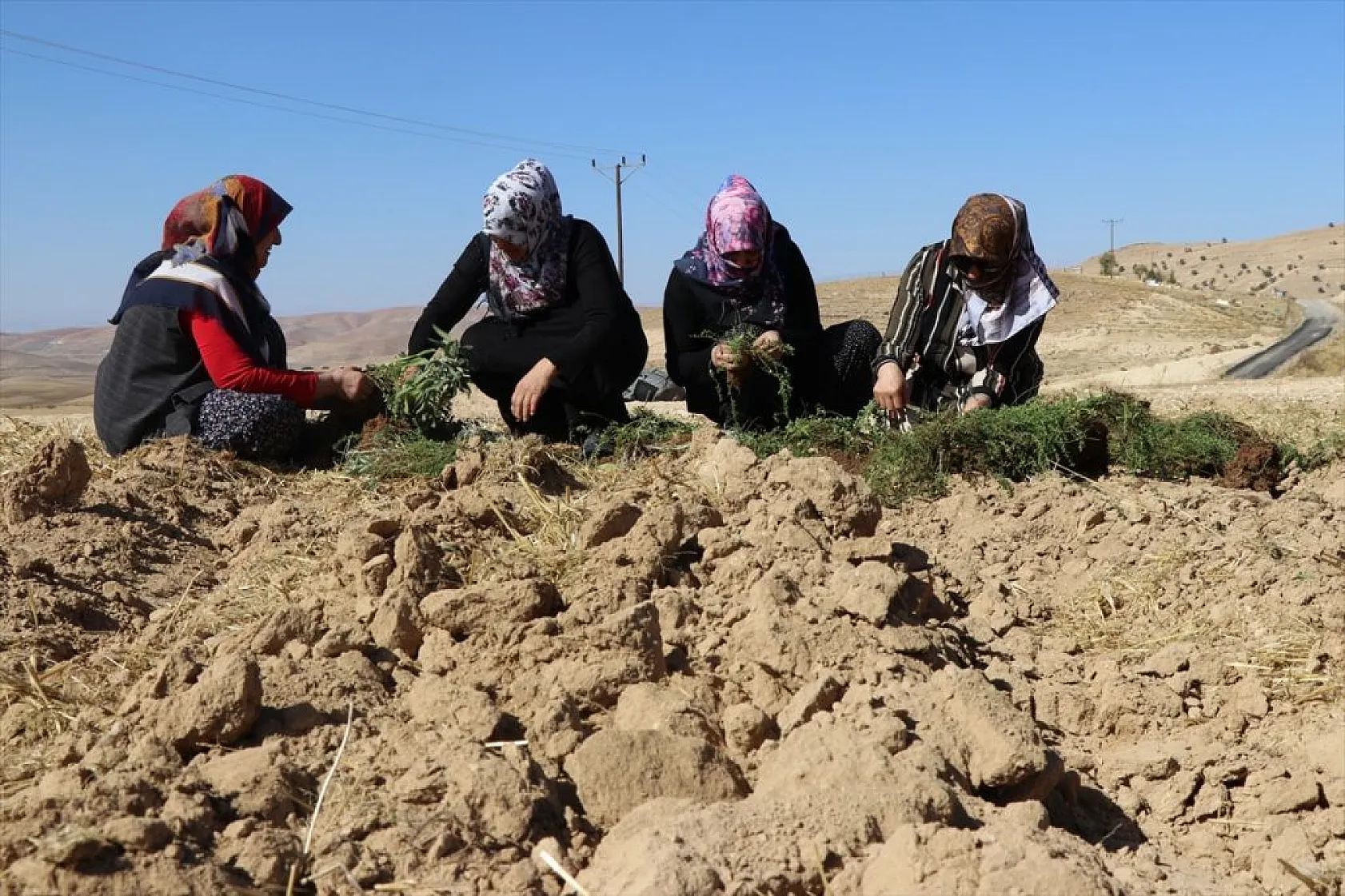 Atıl araziler tıbbi bitkilerle tarıma kazandırılıyor