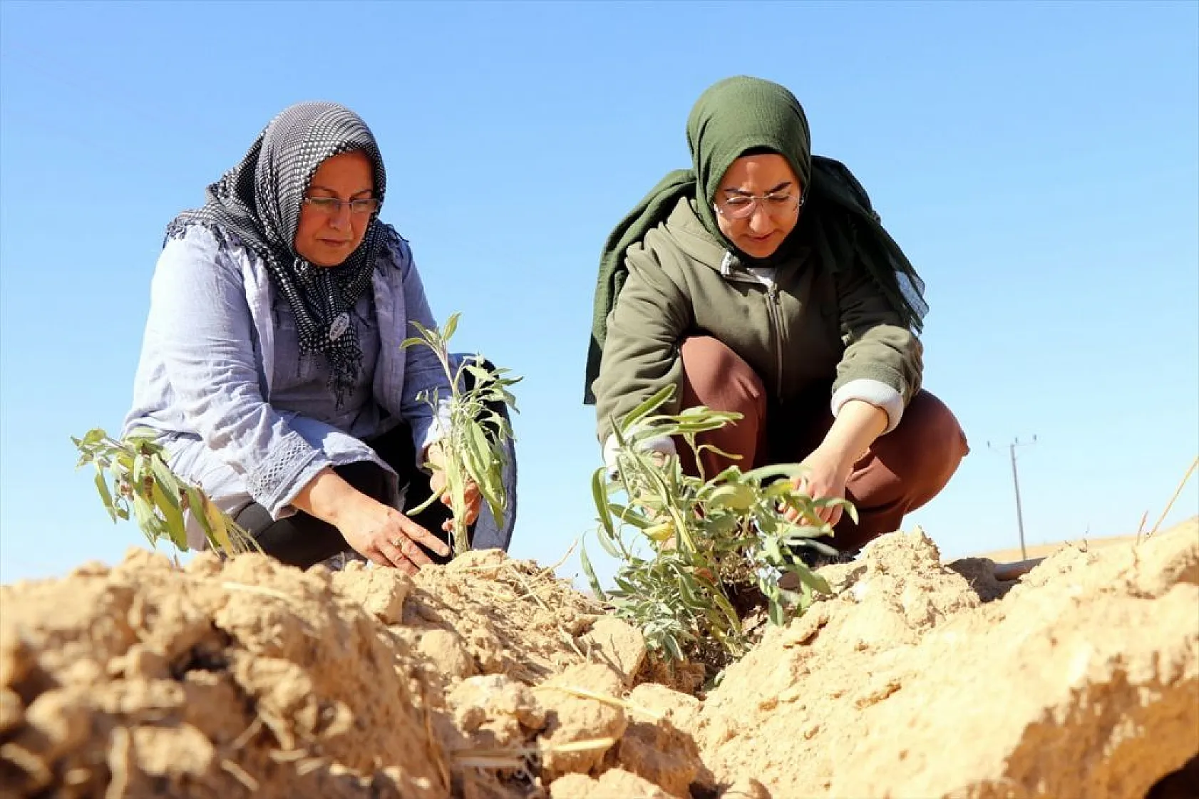 Atıl araziler tıbbi bitkilerle tarıma kazandırılıyor