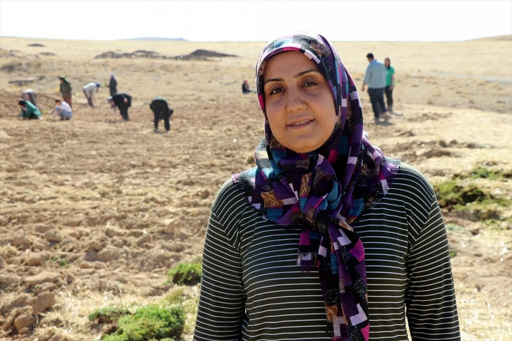 Atıl araziler tıbbi bitkilerle tarıma kazandırılıyor